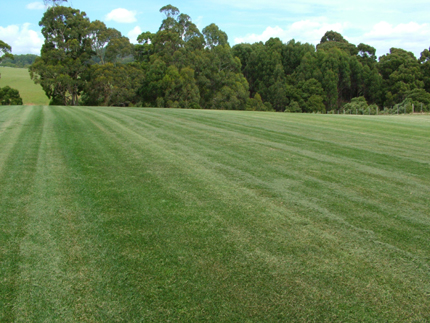 gallery/Turf Paddocks and Fields/DSCF1497.JPG