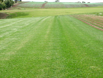 gallery/Turf Paddocks and Fields/DSCF1535.JPG