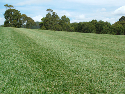 gallery/Turf Paddocks and Fields/DSCF1537.JPG